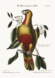 Der Paradiesvogel von Kuba, 1749-73